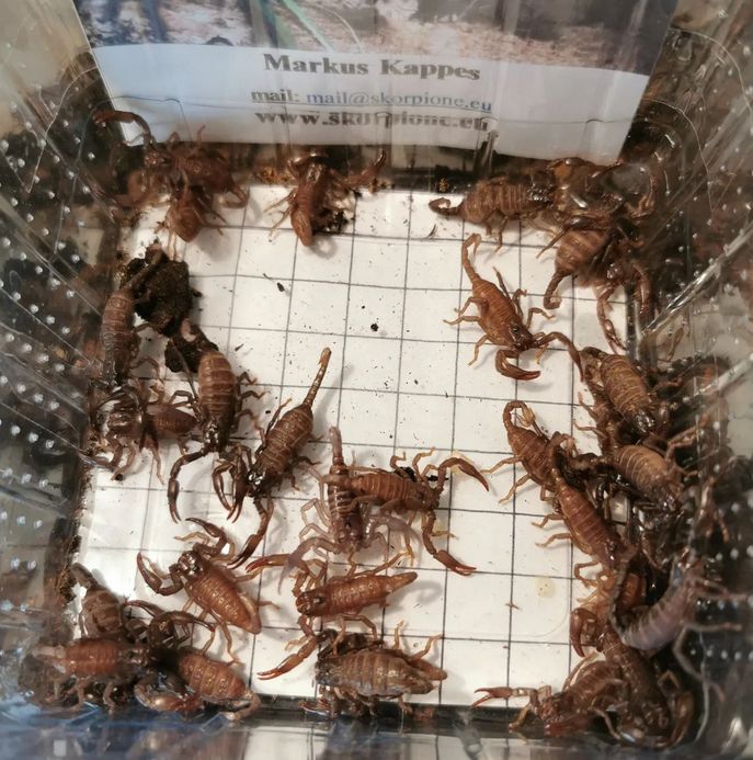 Heterometrus silenus ENZ 0.0.1