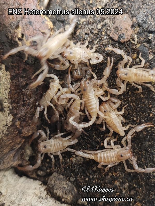 Heterometrus silenus ENZ 0.0.1