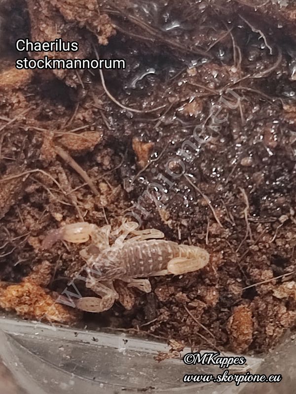 Chaerilus stockmannorum