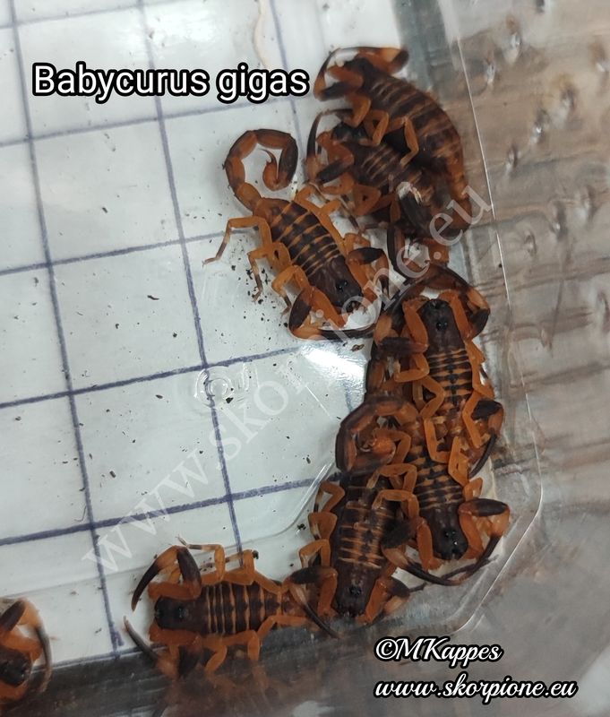 Babycurus gigas ENZ 