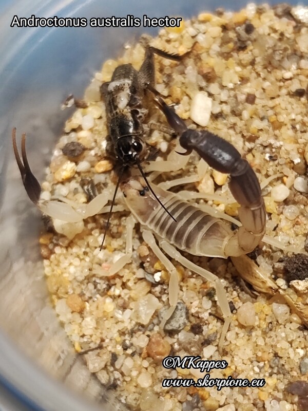 Androctonus australis hector ENZ