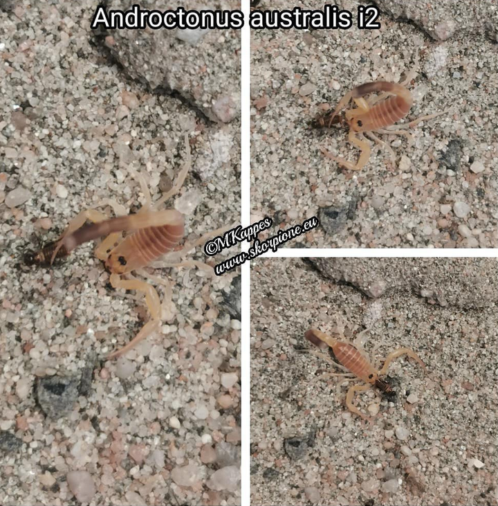Androctonus australis ENZ