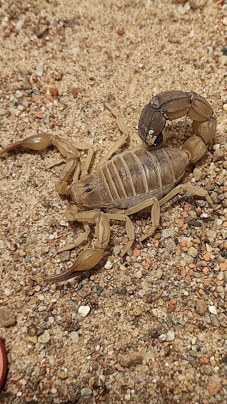 Androctonus australis 0.1