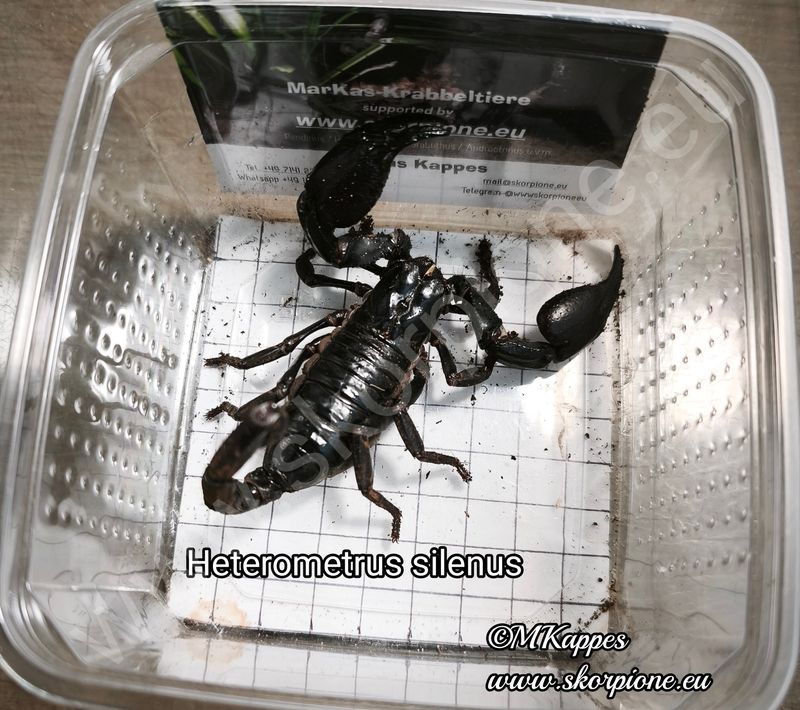 Heterometrus silenus 1.0