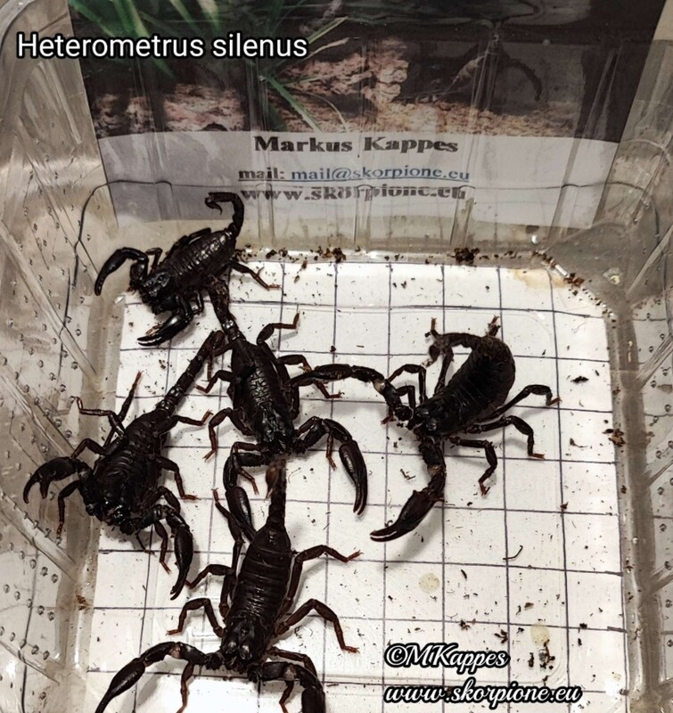 Heterometrus silenus bis i6