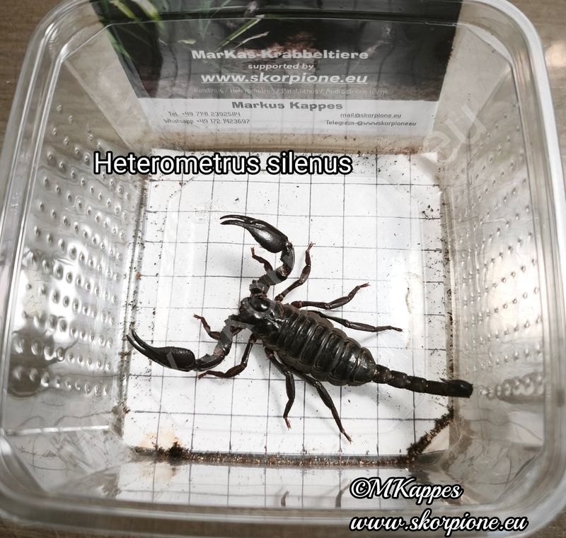 Heterometrus silenus ENZ