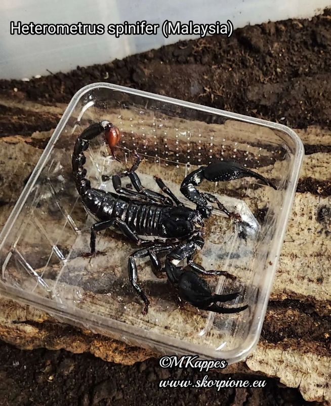 Heterometrus sp. spinifer "Malaysia" 0.1