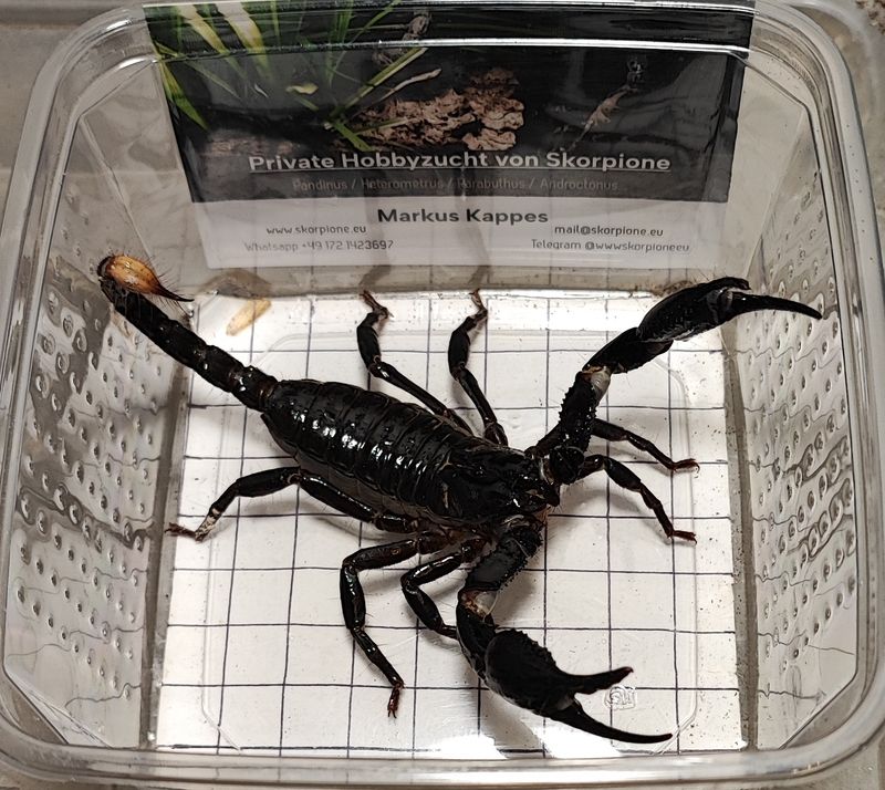 Heterometrus sp. spinifer "Malaysia" 0.1