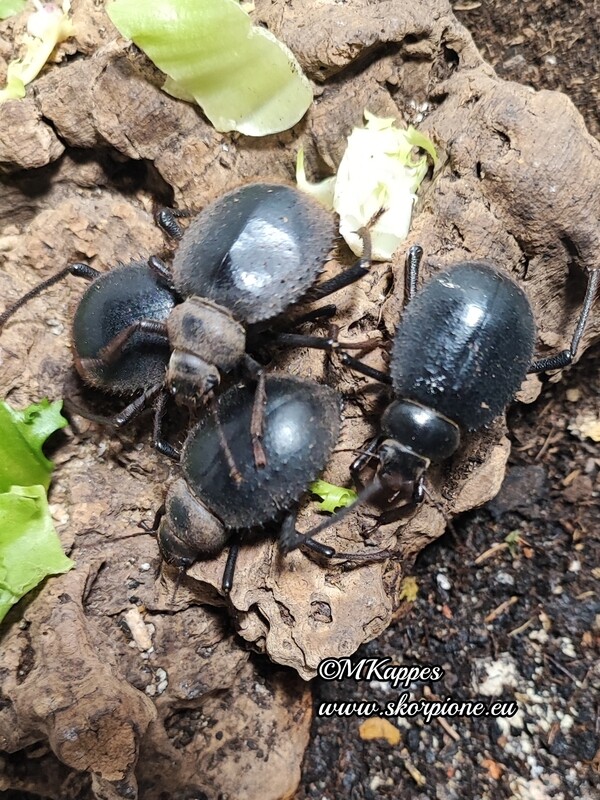 Prionotheca coronata