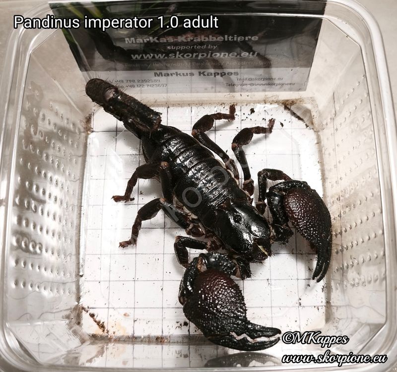 Pandinus imperator 1.0