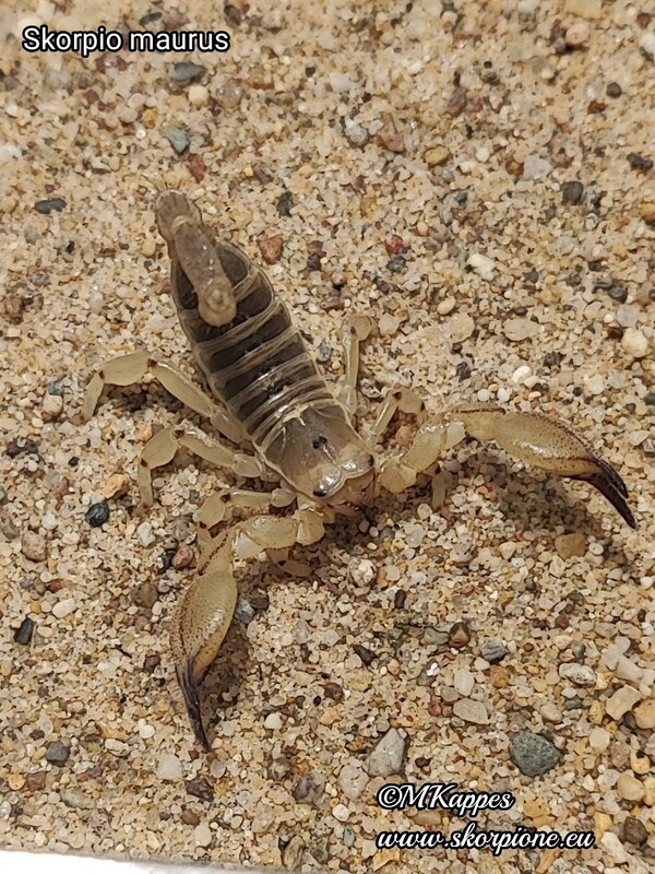 Scorpio "maurus" palmatus