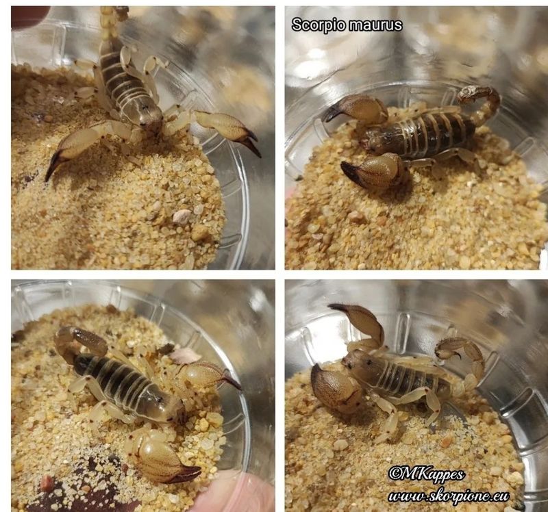 Scorpio "maurus" palmatus