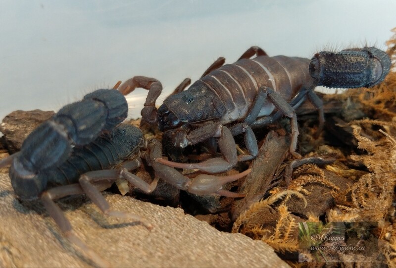 Parabuthus transvaalicus ENZ