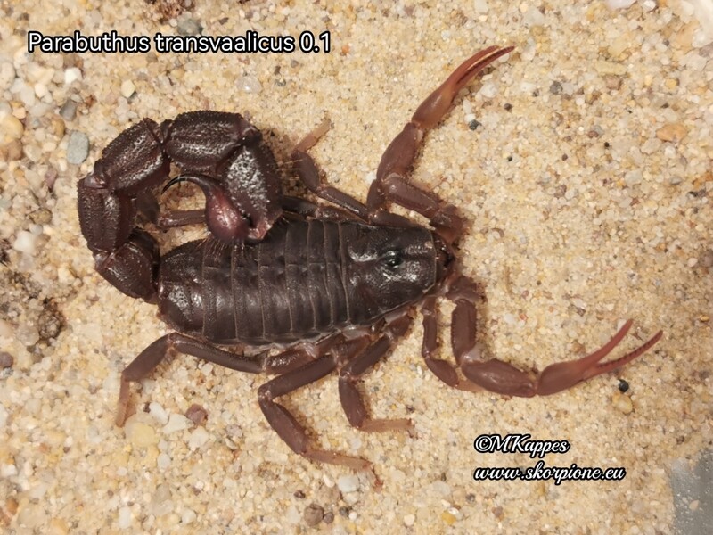 Parabuthus transvaalicus ENZ