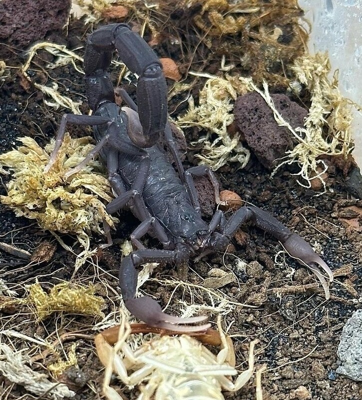 Teruelius (ex Grophus) grandidieri ENZ