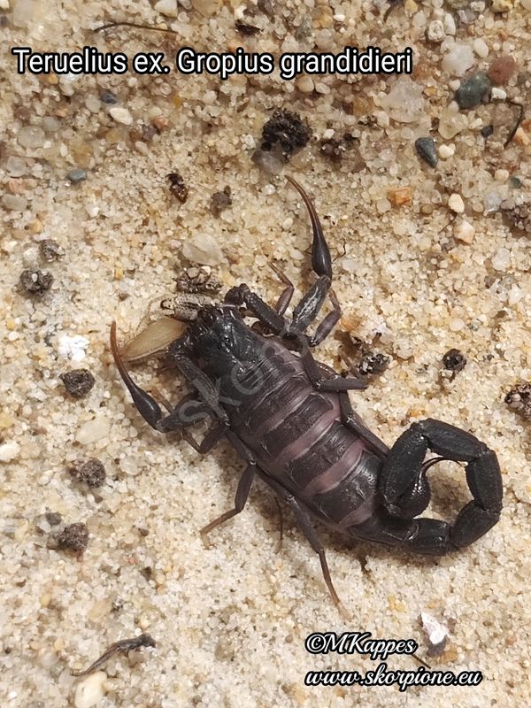 Teruelius (ex Grophus) grandidieri ENZ