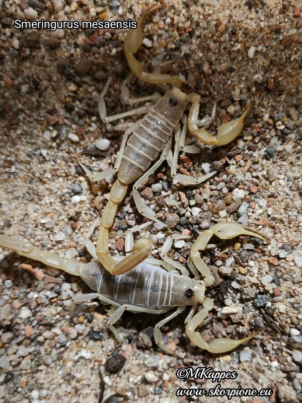 Smeringurus mesaensis 0.1