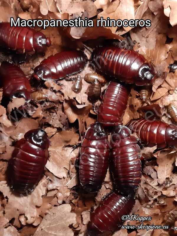 Macropanesthia rhinoceros 1.1