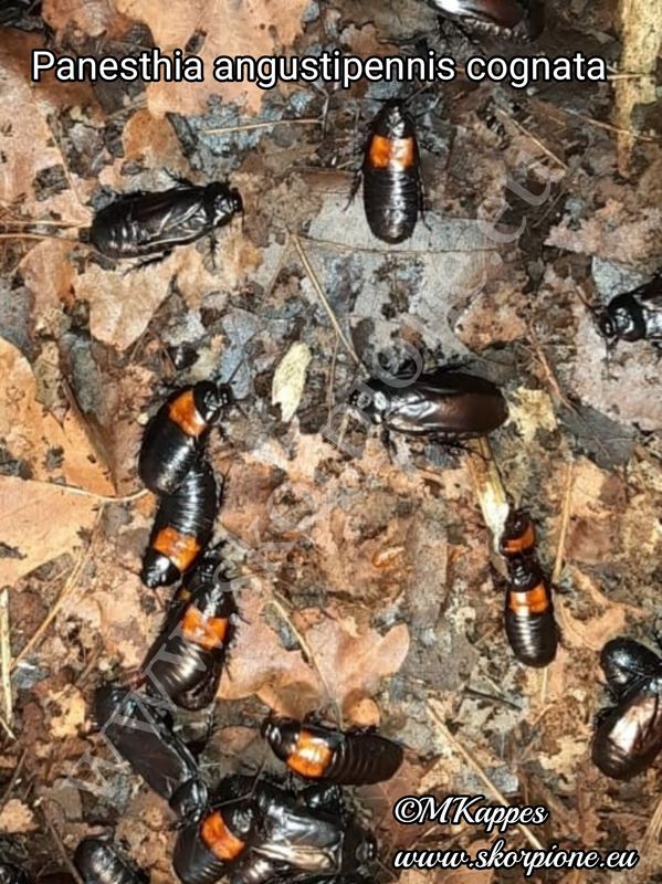Panesthia angustipennis cognata
