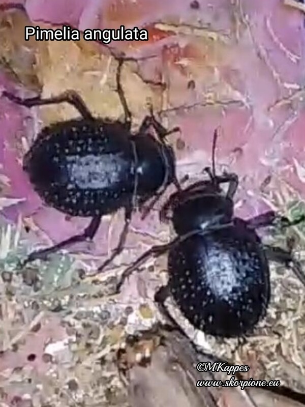 Pimelia angulata