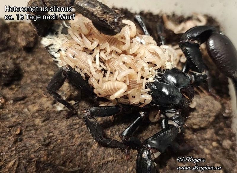 Heterometrus silenus 0.1