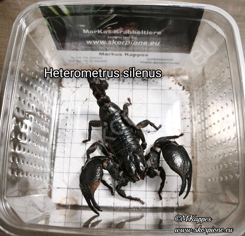 Heterometrus silenus 0.1