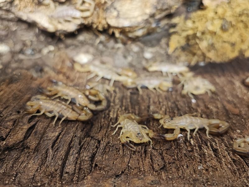 Centruroides nitidus ENZ