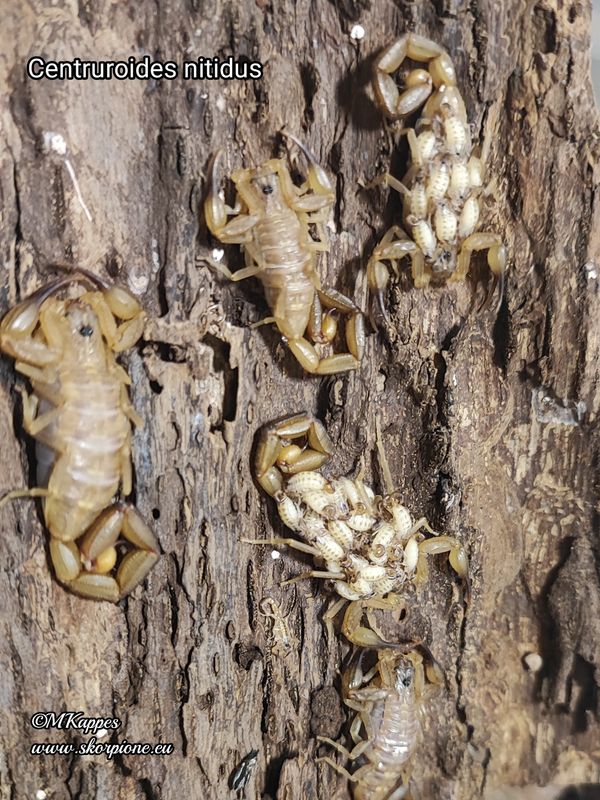 Centruroides nitidus ENZ