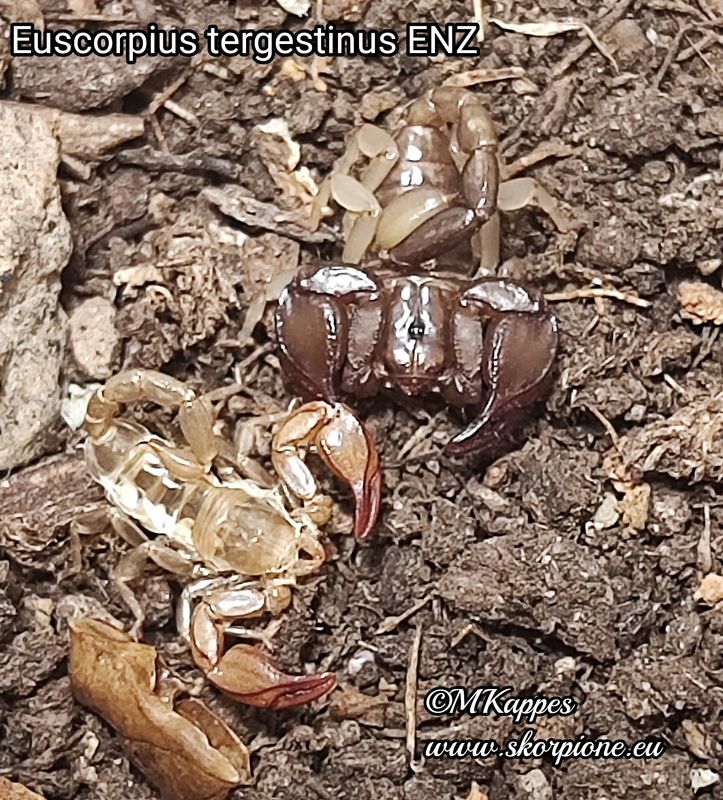 Euscorpius tergestinus