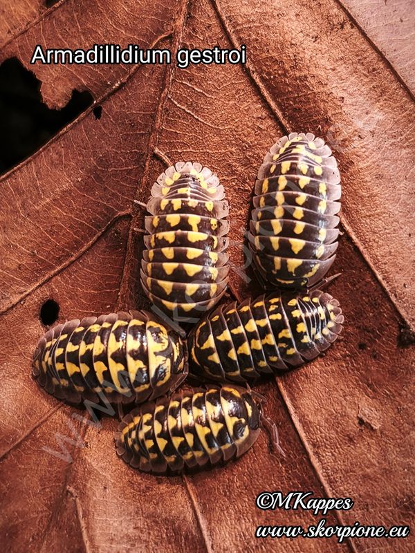 Armadillidium gestroi