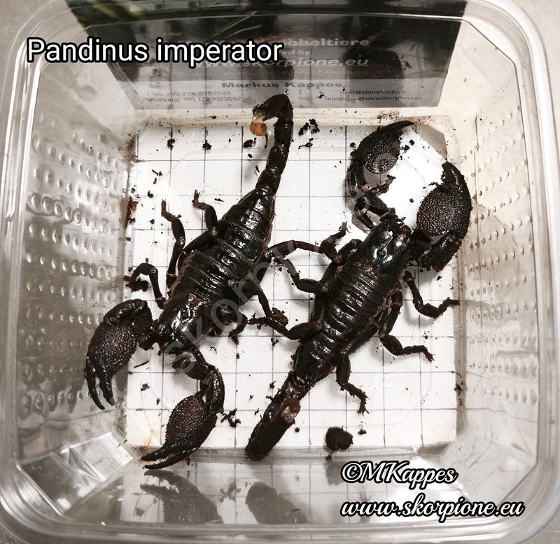 Pandinus imperator ENZ 12/24