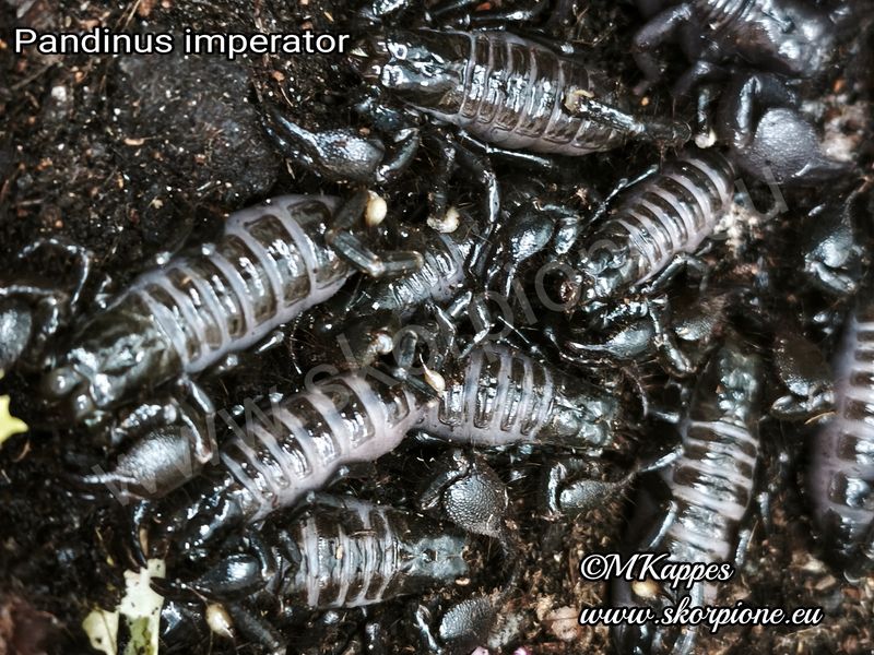 Pandinus imperator 07/25