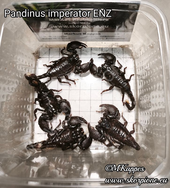 Pandinus imperator ab 05/25