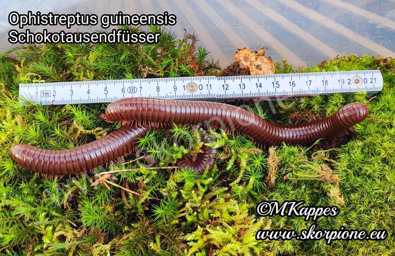 Ophistreptus guineensis