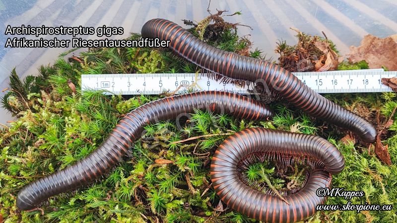 Archispirostreptus gigas