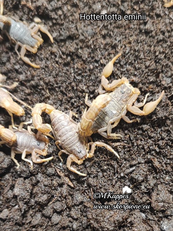 Hottentotta trillineatus "eminii"