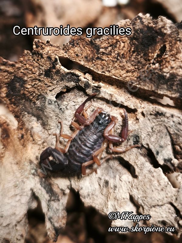 Centruroides gracilis ENZ