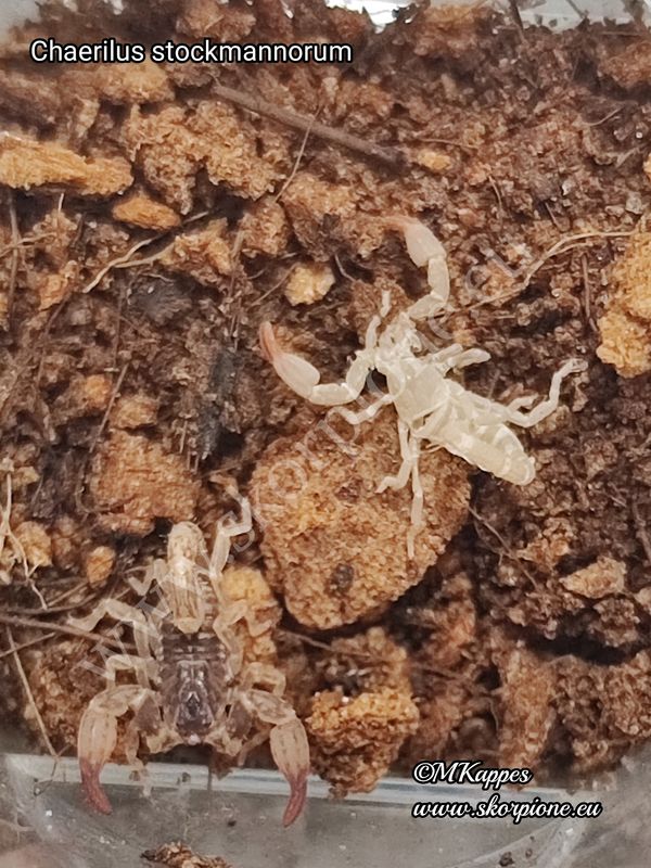 Chaerilus stockmannorum