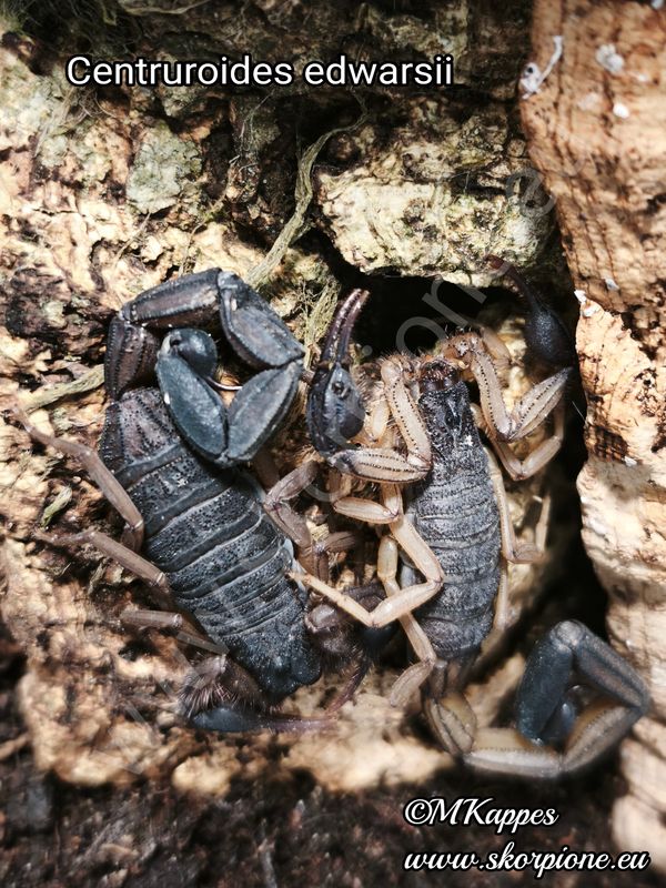 Centruroides edwarsii "Zuchtgruppe" 1.2