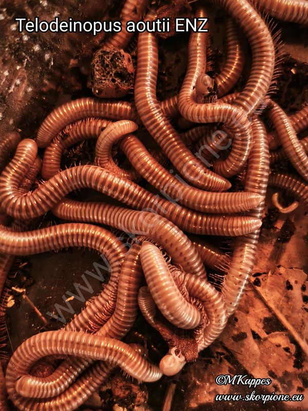 Telodeinopus aoutii ENZ