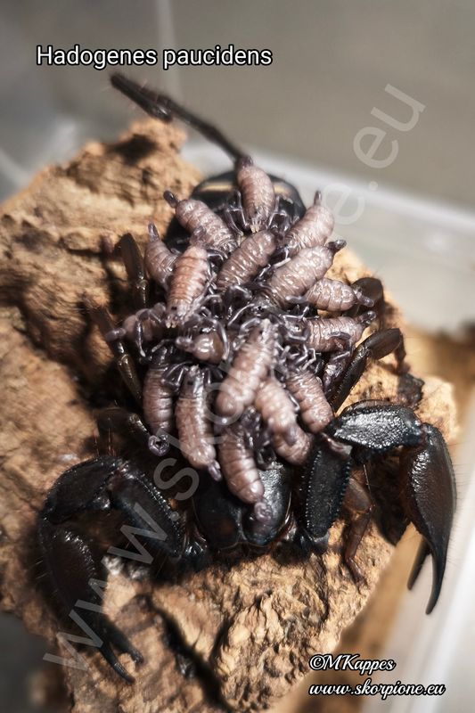Hadogenes paucidens ENZ 