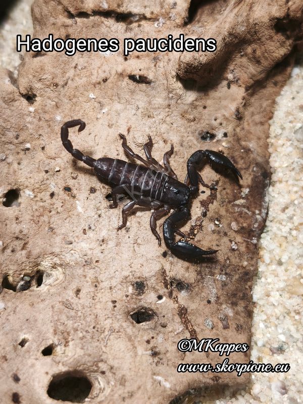Hadogenes paucidens ENZ