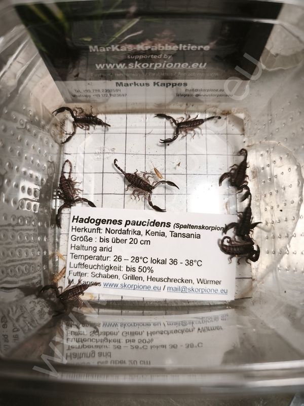 Hadogenes paucidens NZ