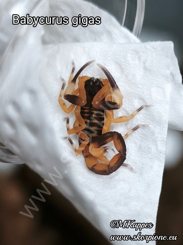 Babycurus gigas ENZ "Börse"