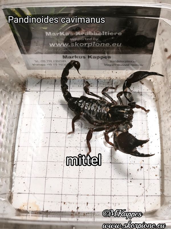Pandinoides cavimanus 0.0.1