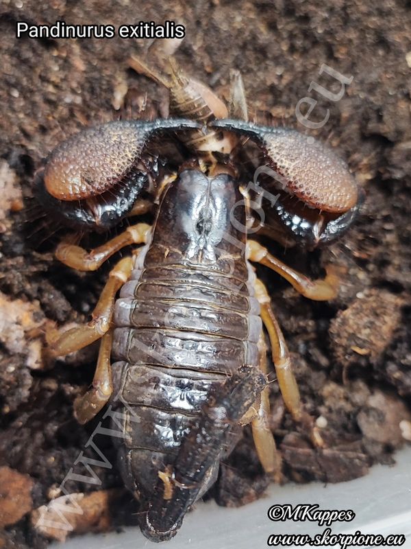 Pandinurus exitialis NZ