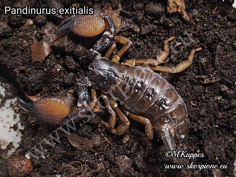 Pandinurus exitialis NZ