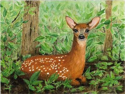 BAMBI - 40 x 50 cm