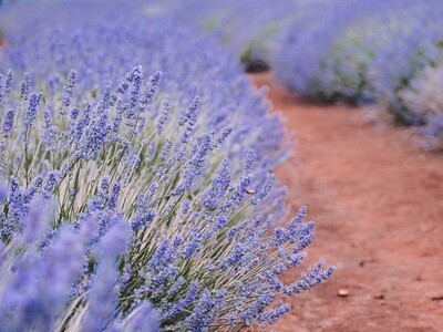 Gardening &amp; Lawn Maintenance