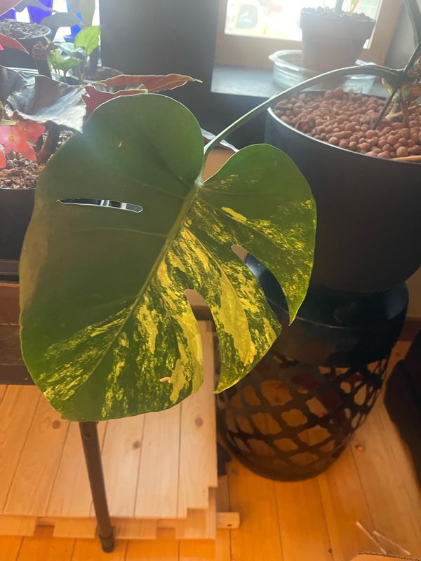 Sexy Ass Plants